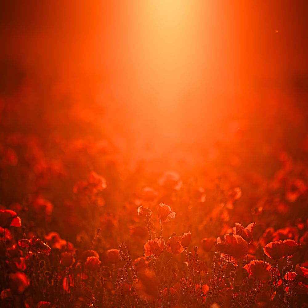 Photograph by ALEXANDER POPOV