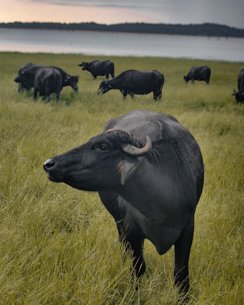 Photograph by Moni M