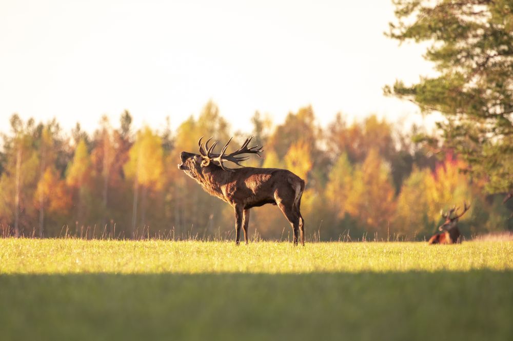 Photograph by Валерия Трейтяк