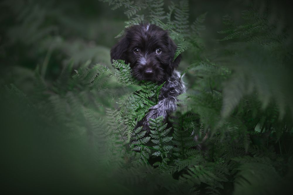 Photograph by Decoodt Els