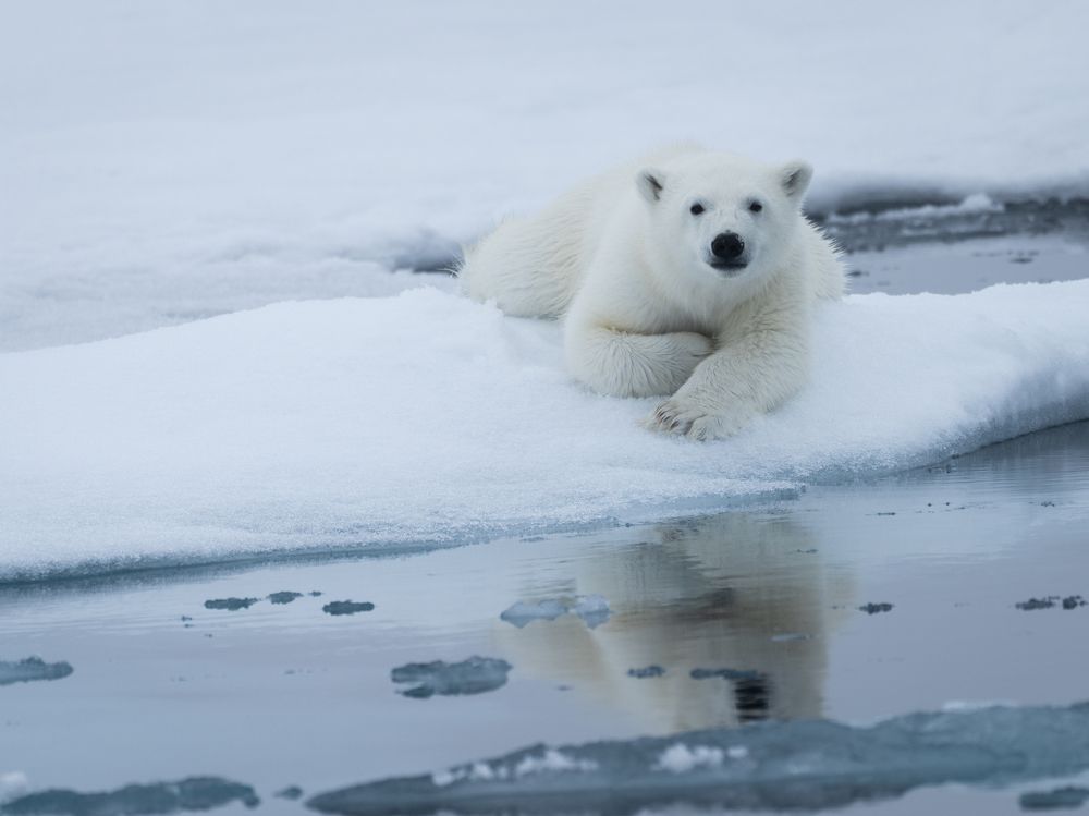 Relaxing on packed ice