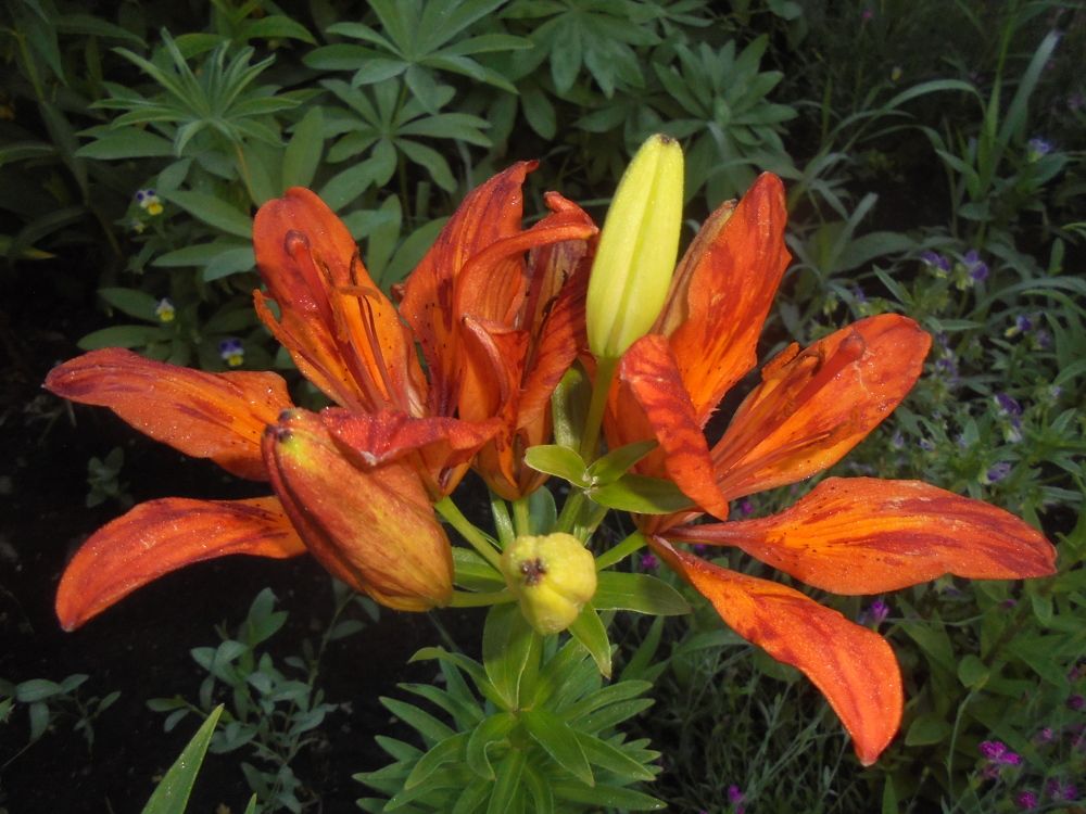 Photograph by Лилия Исхакова