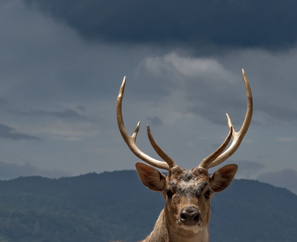 Фотография автора Hirak Mitra