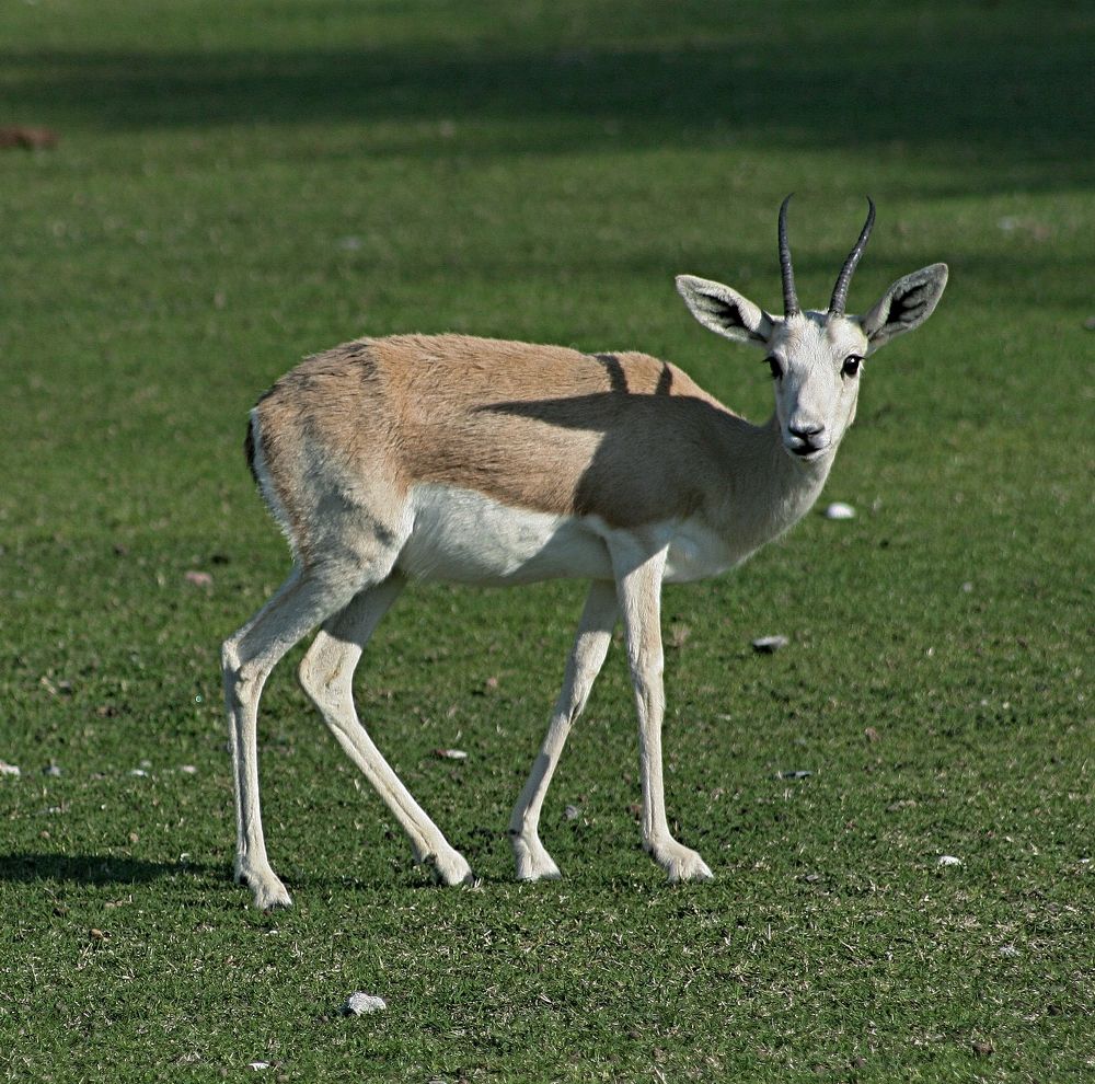 Фотография автора Рожнов Кирилл