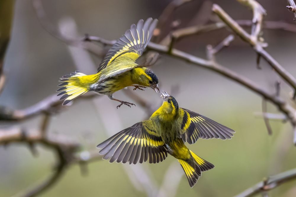 Воздушный бой.