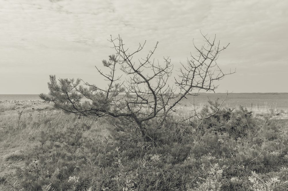 Photograph by Артем Полинин