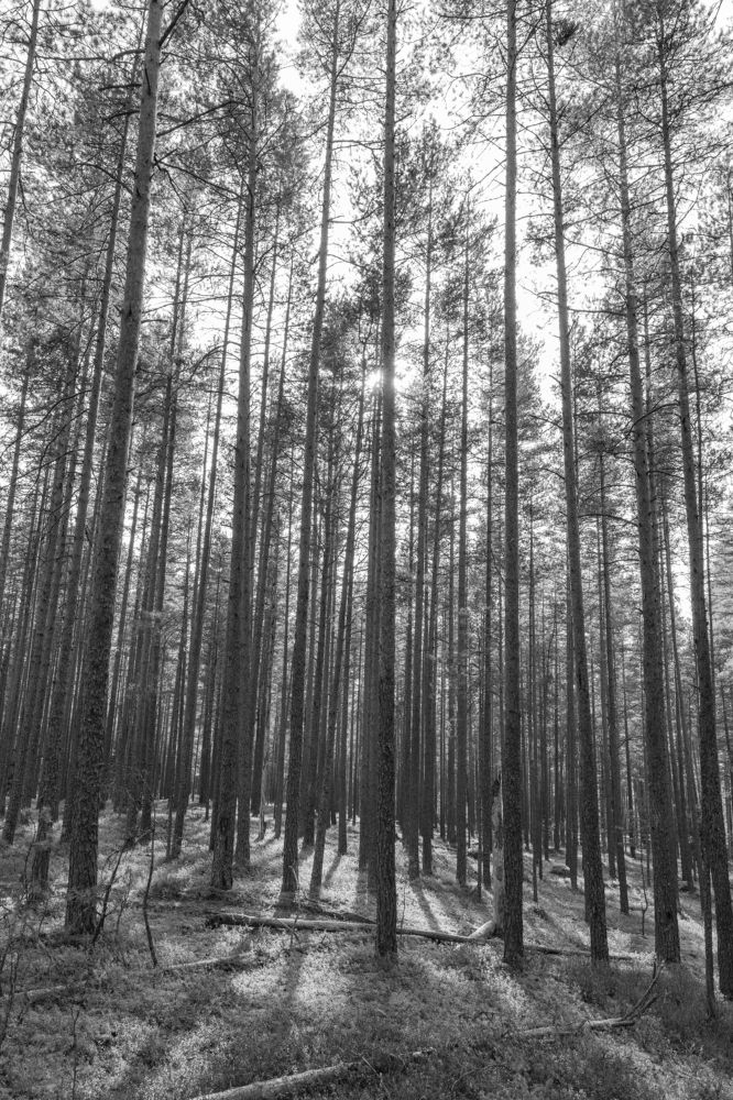 Photograph by Артем Полинин