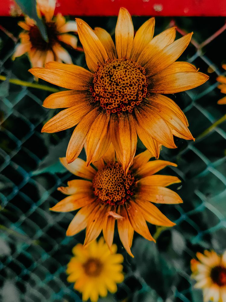 Фотография автора Алиса Исаева