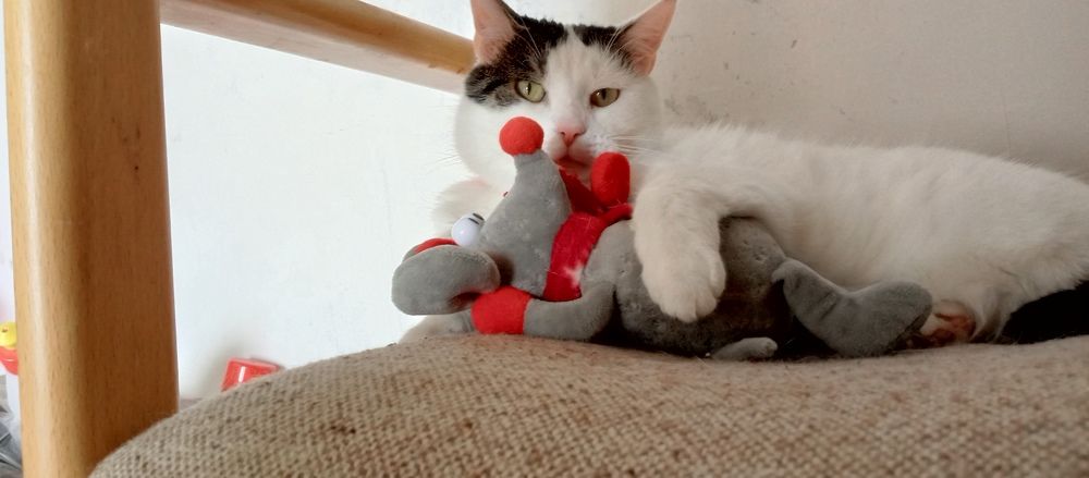 Photo #11508314