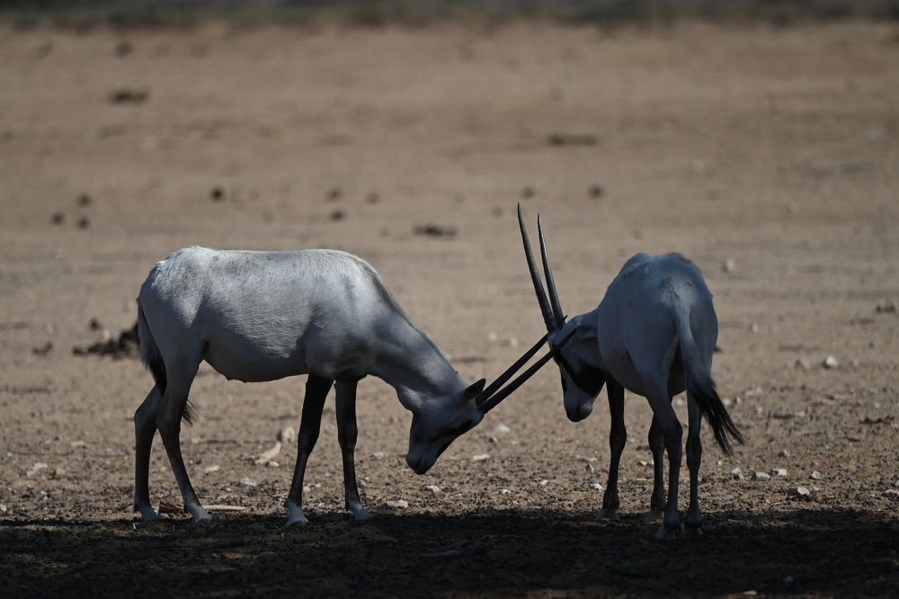 Photograph by esti lahat