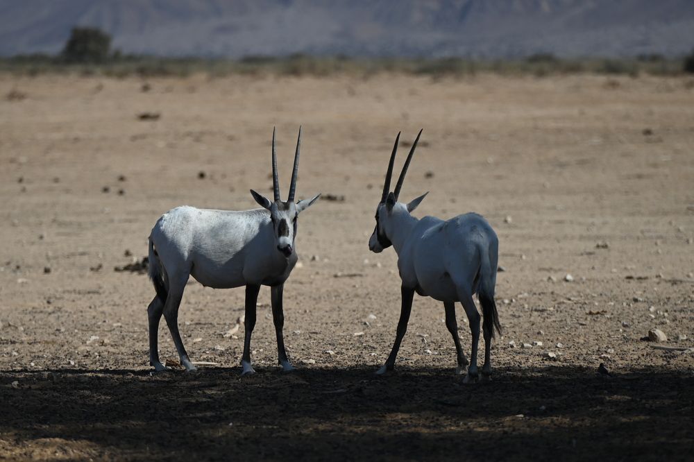 Photograph by esti lahat