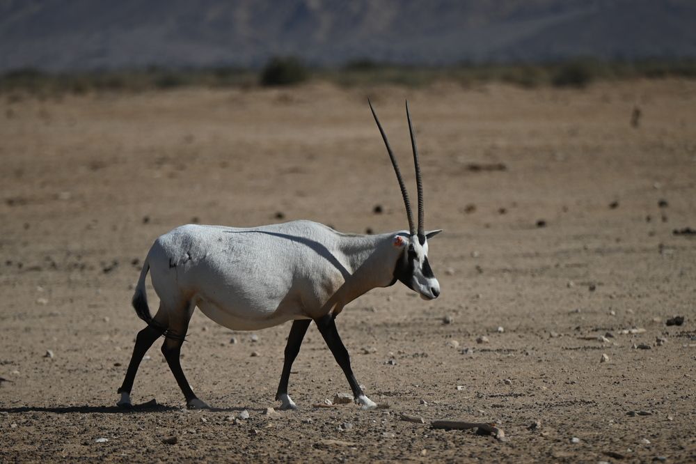 Photograph by esti lahat