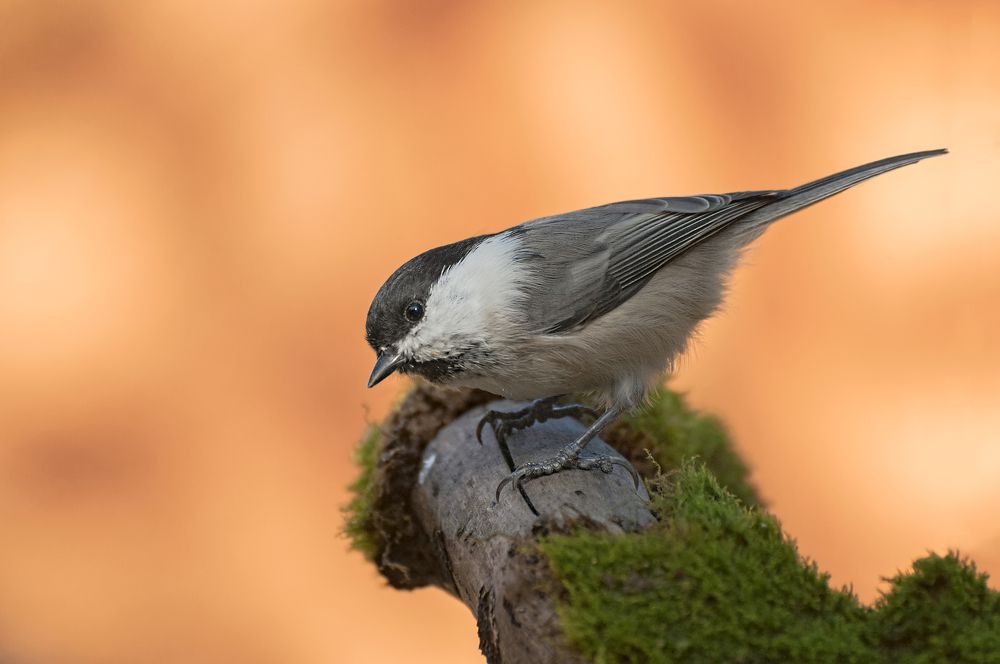 Photograph by Олег Тыркин