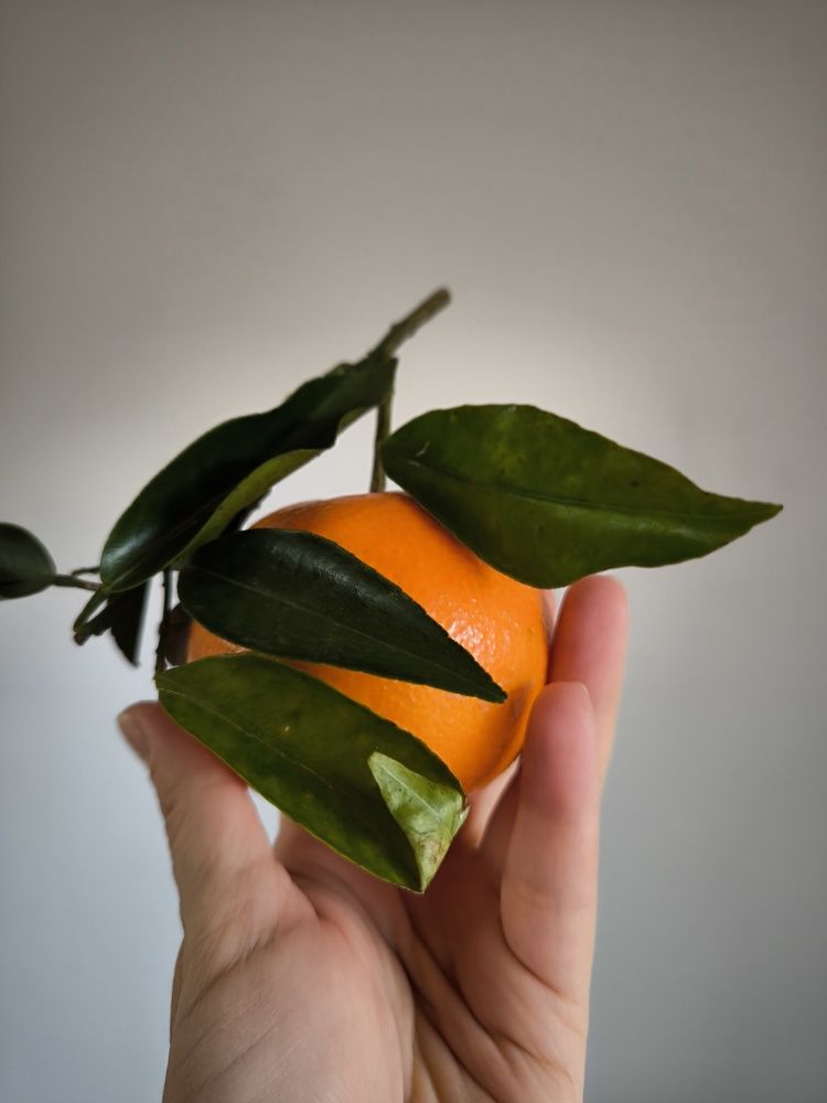 Фотография автора Julia