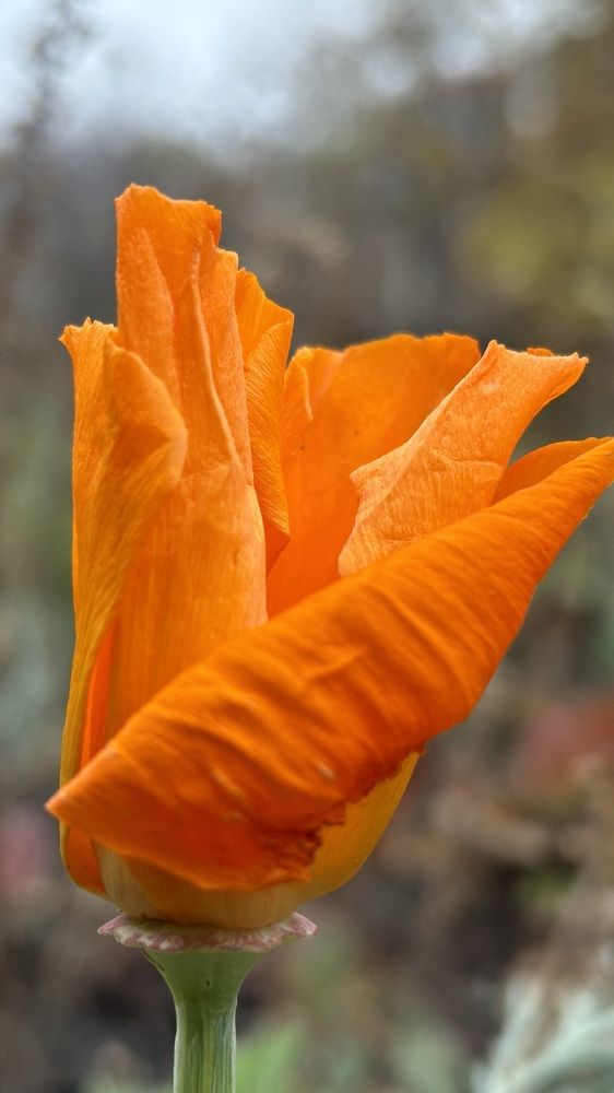 Photograph by Елена Гущина