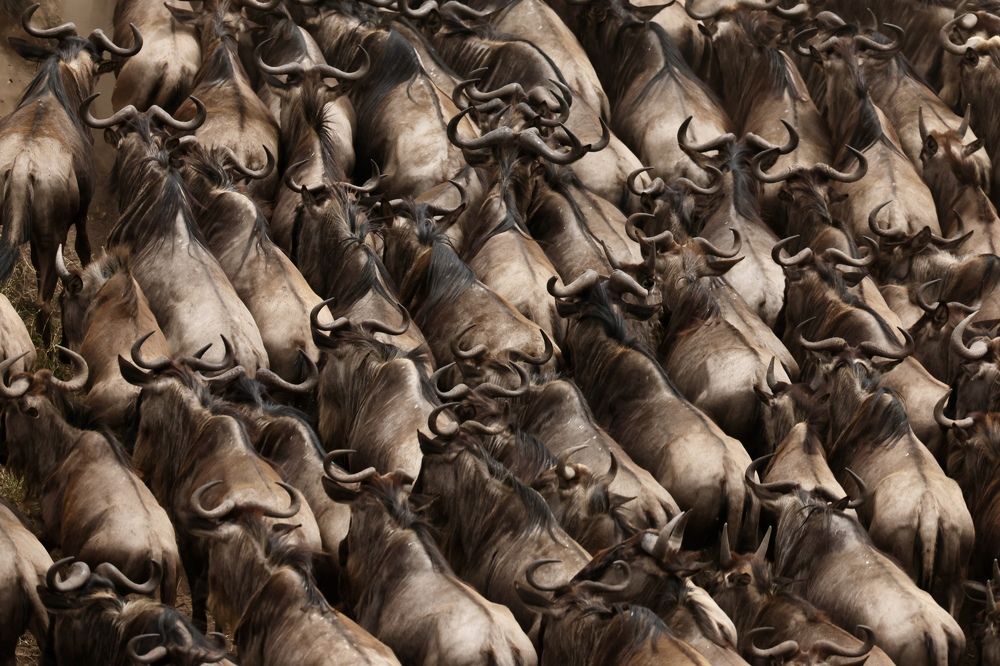 Great migration