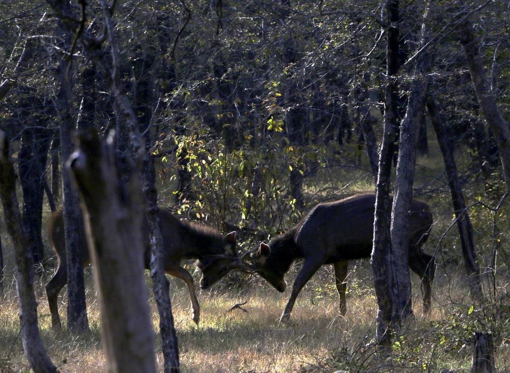Фотография автора Ghadir Vaghari
