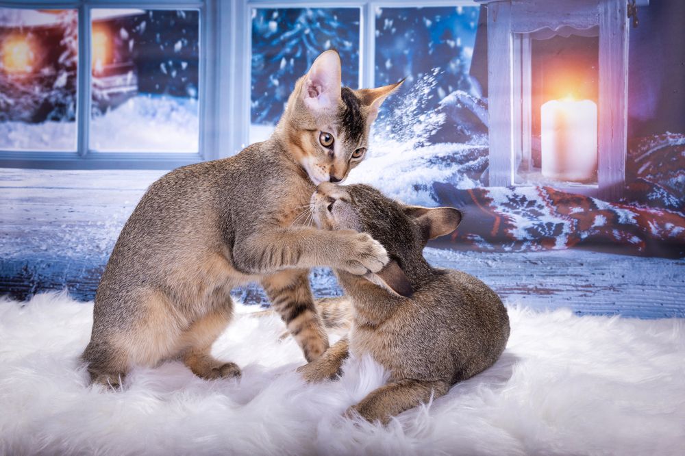 Дикая нежность