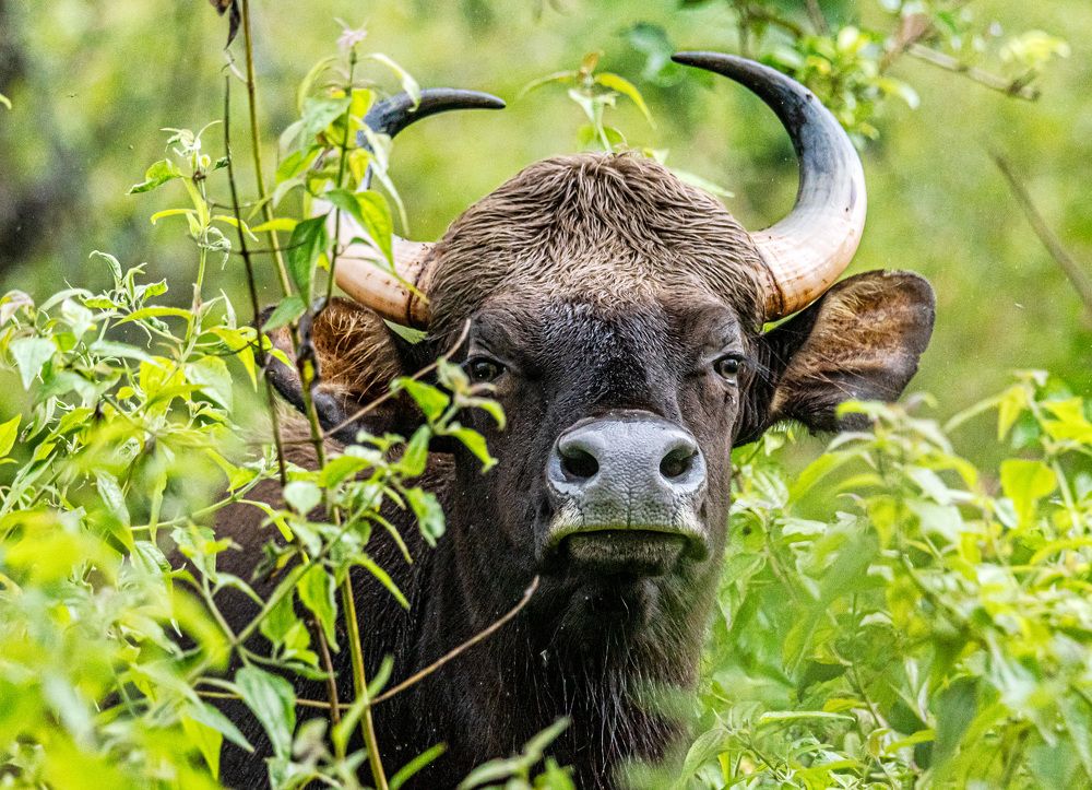 Фотография автора Sajeev Krishnan