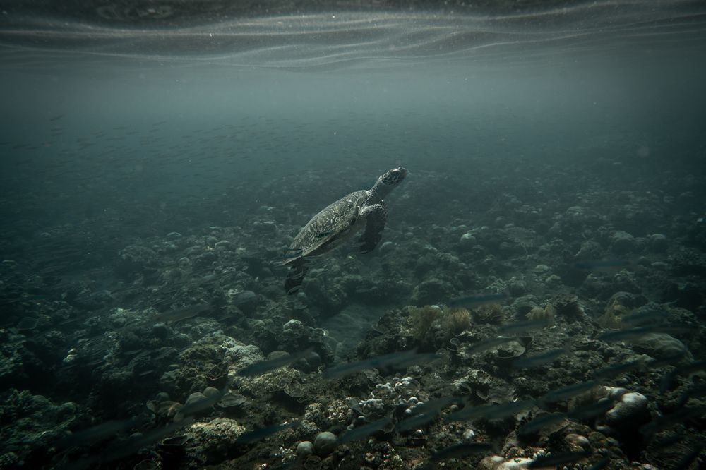 Photograph by Martin Narvaez Moya