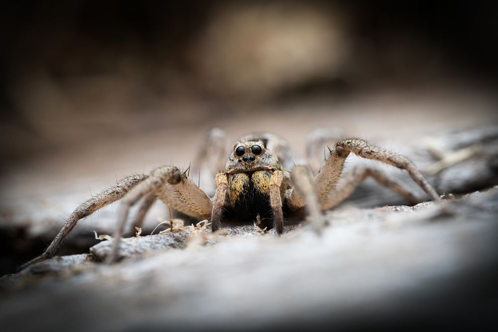 Photograph by Ernie Favaro