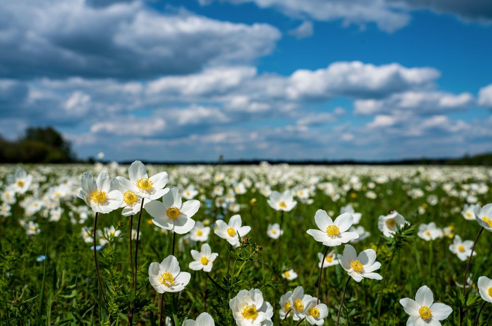 Ветреницы в Якутии