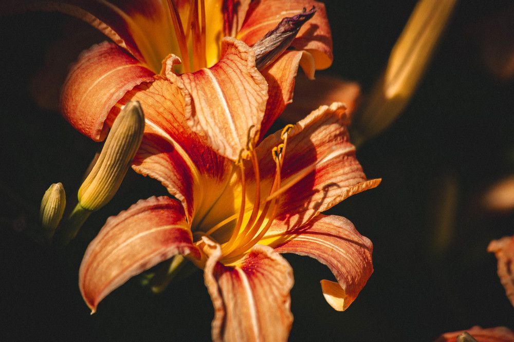 Photograph by Евгений Авдеев