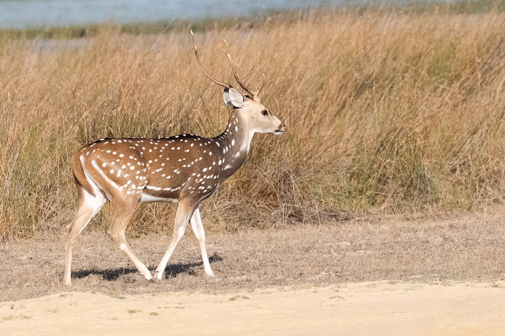 Photograph by Indika Prasad