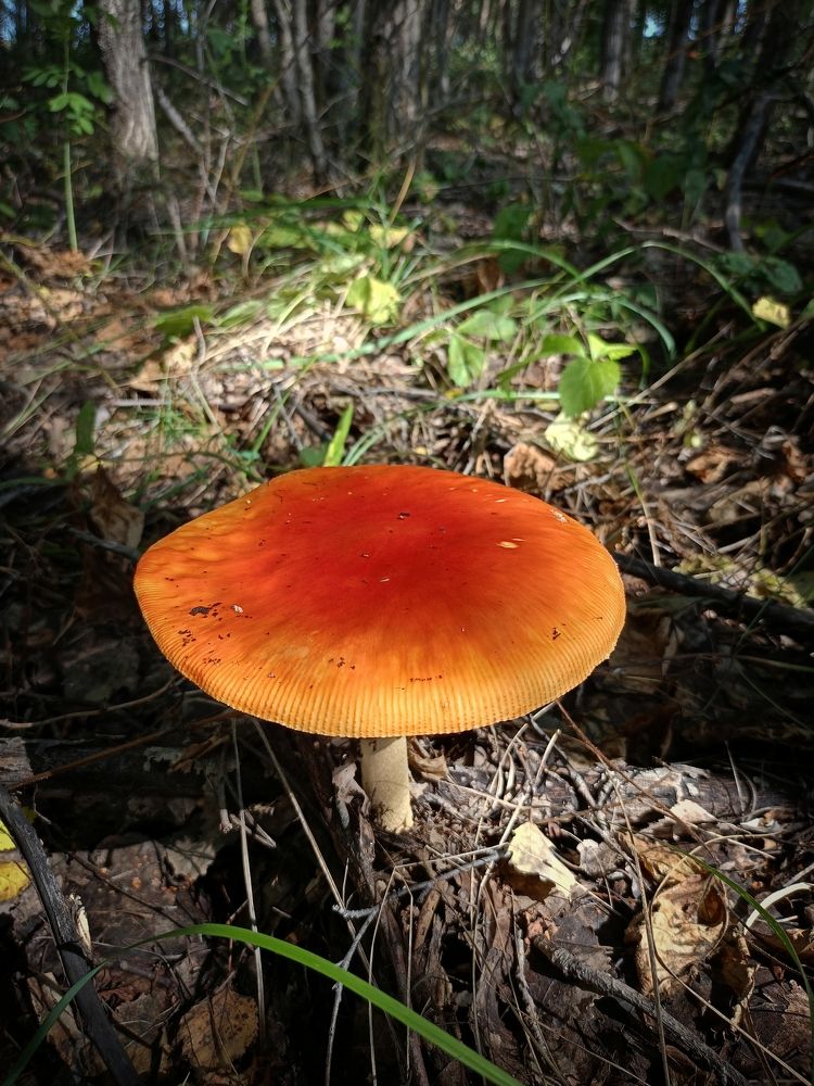 Photograph by Елена Чернякова