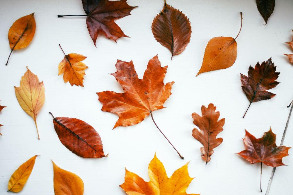 Фотография автора Мария Михайлова