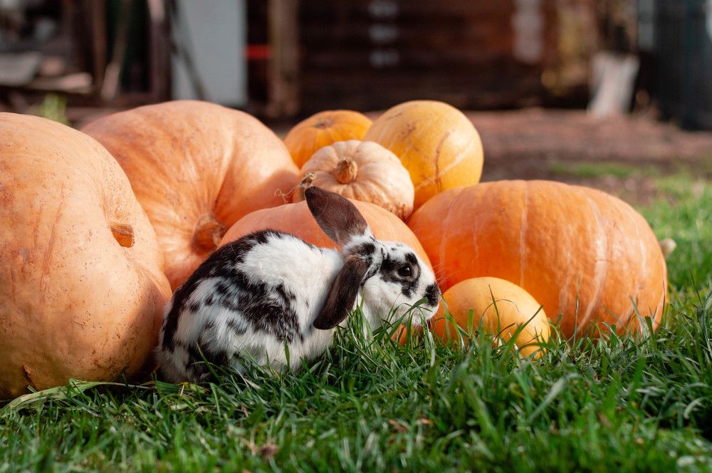 Фотография автора Мария Михайлова