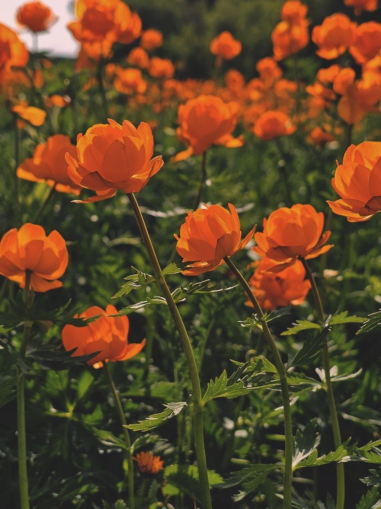 Photograph by Ольга Веселова