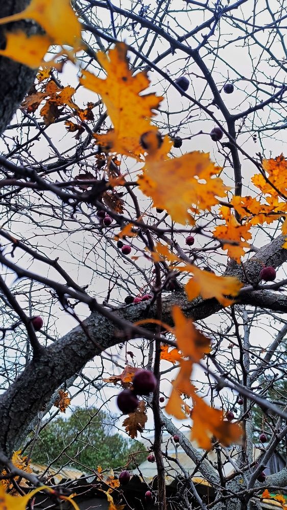 Фотография автора Светлана Анатольевна Чернышова