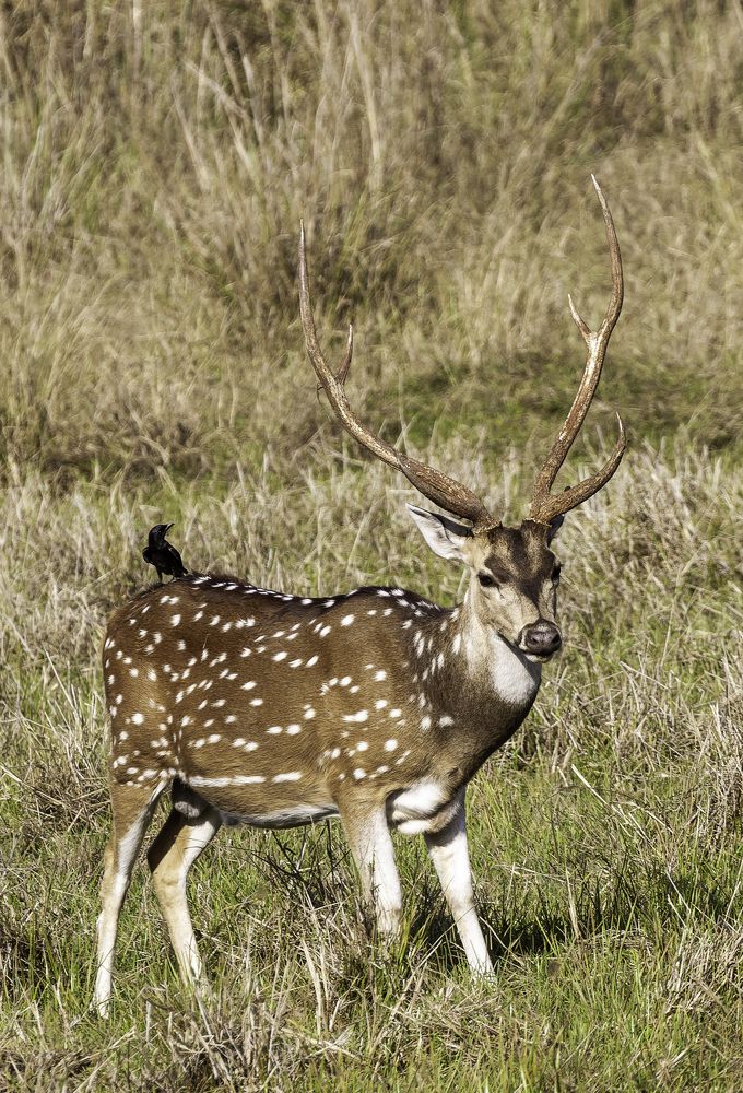 Spotted Deer (Male)
