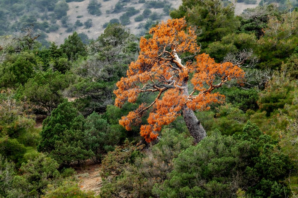 Photograph by Евгений Москвин