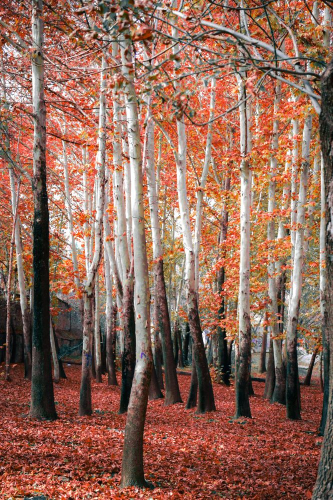 Photograph by Ehsan Fathi