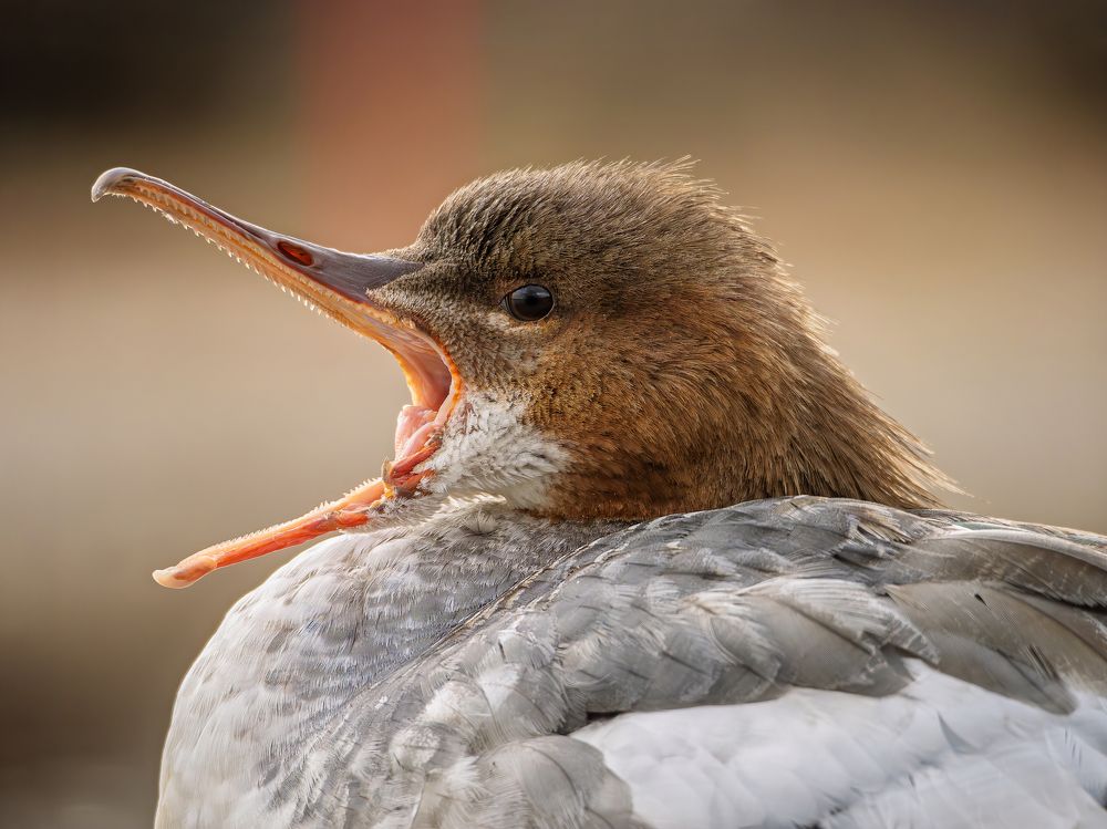 Большой крохаль
