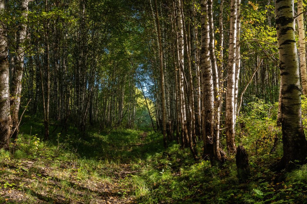 Photograph by Светлана Волкова