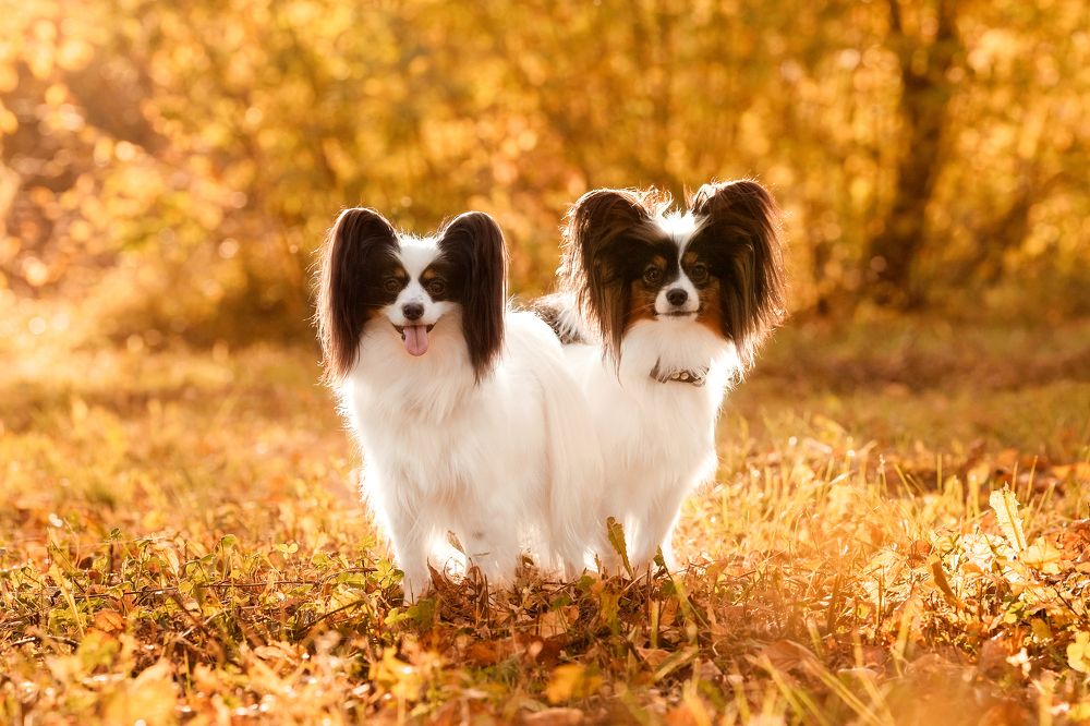 Photograph by Алина Дудорова