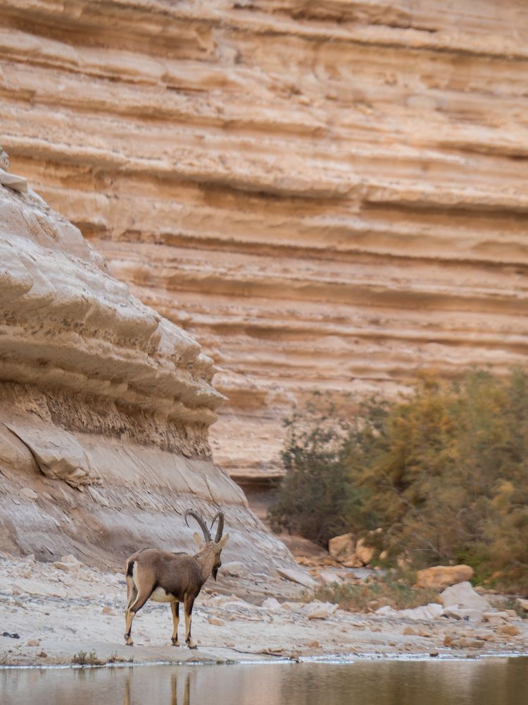 Фотография автора Доляна Горохова