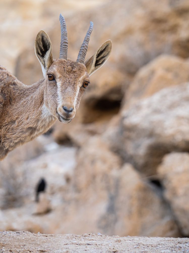 Фотография автора Доляна Горохова