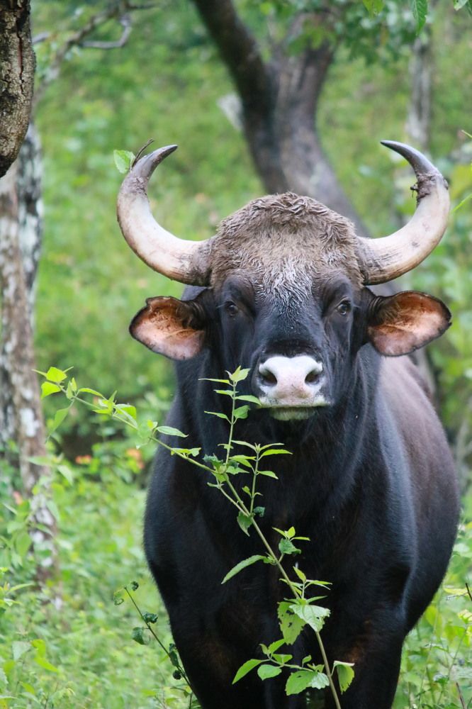 Photograph by Pradyumna K P