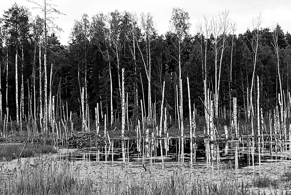 Photograph by Maks315519