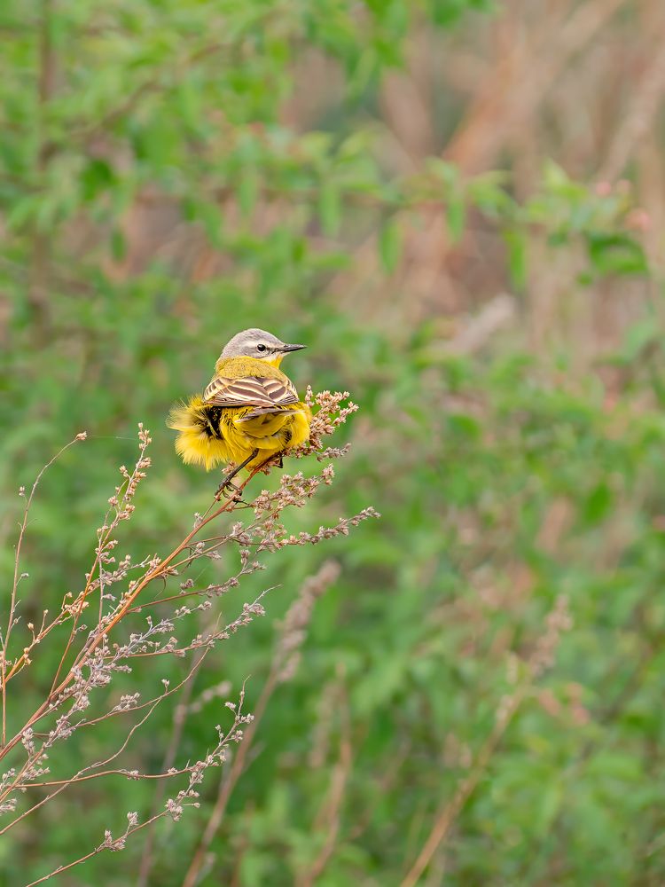 Желтая трясогузка