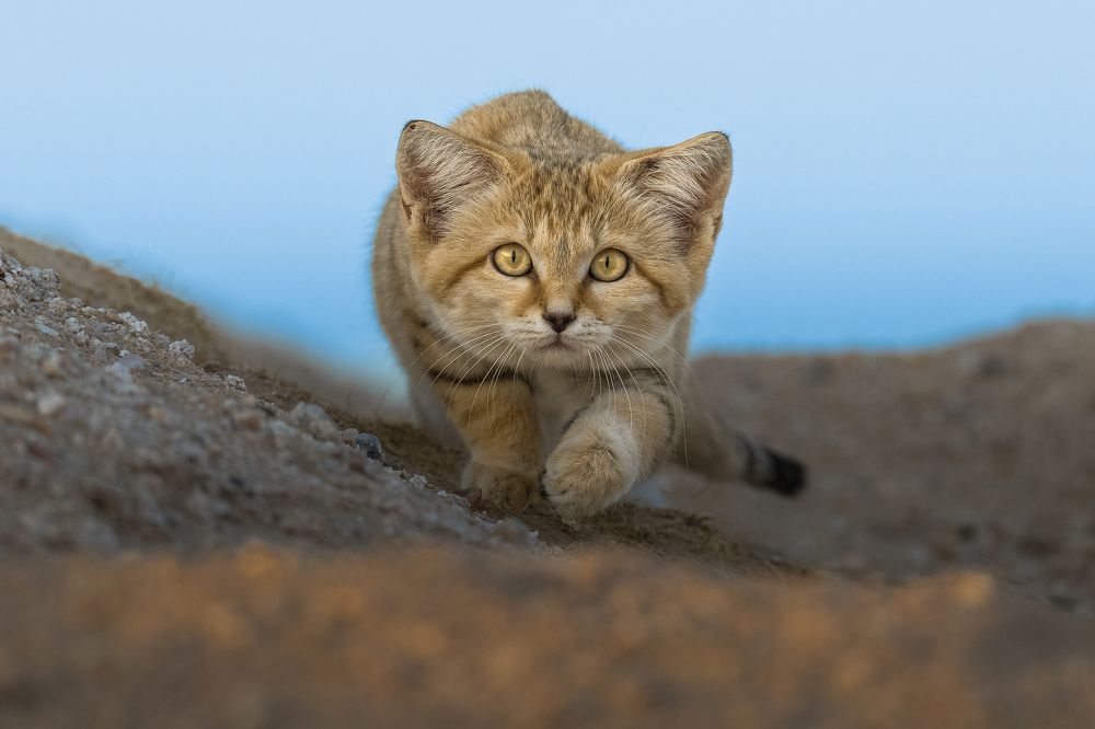 Photograph by Ahmed Sobhi