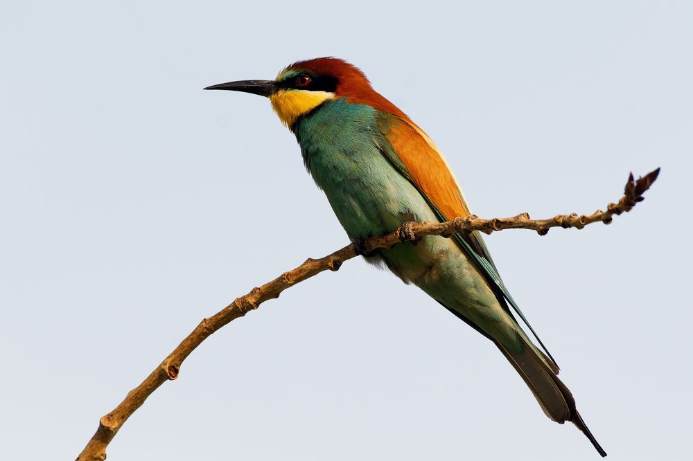 Photograph by Александр Перегудов