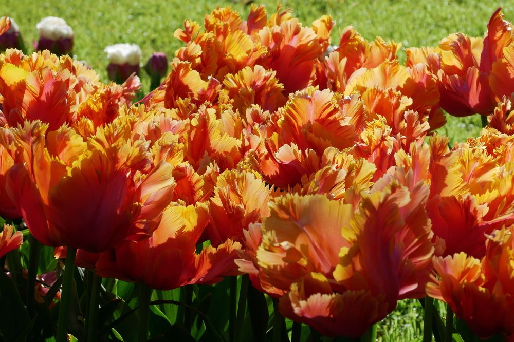 Photograph by Наталья Лобанова