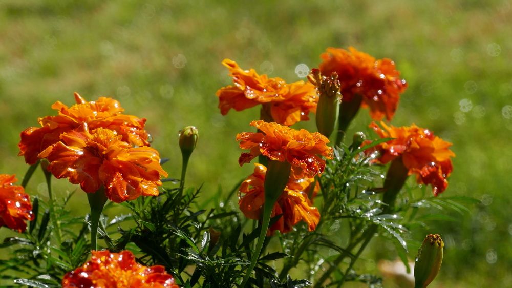 Photograph by Наталья Лобанова