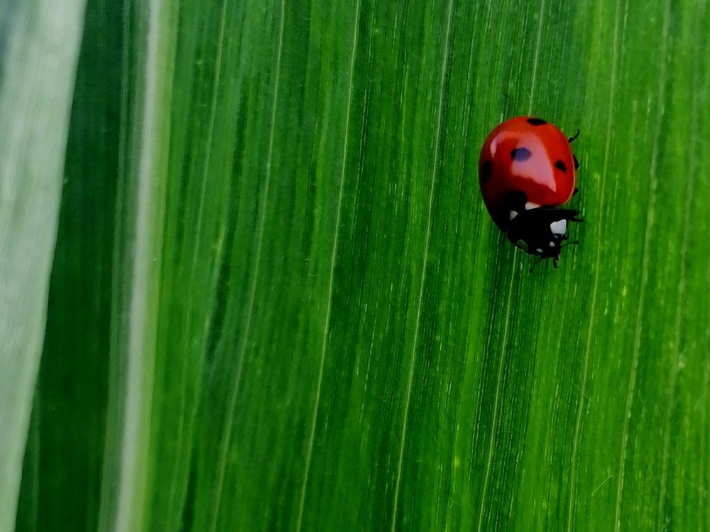 Photograph by Анжелика Короткова