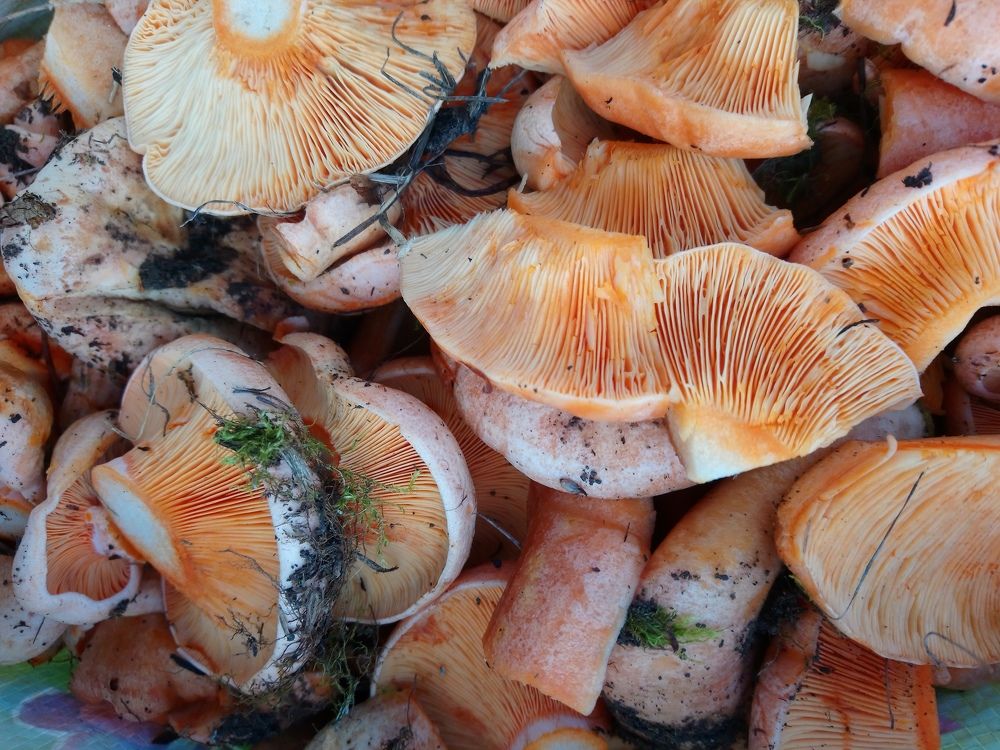 Photograph by Людмила Воропаева